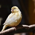 zwierzęta domowe do klatki
