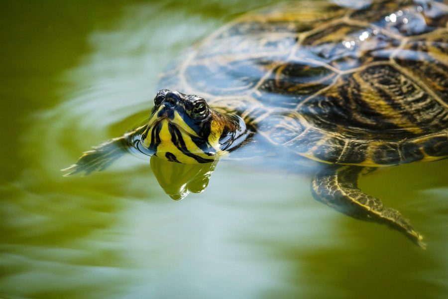 Czym karmić żółwia mięsożernego? Dieta dla żółwii