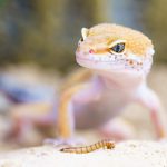 zwierzęta domowe do terrarium