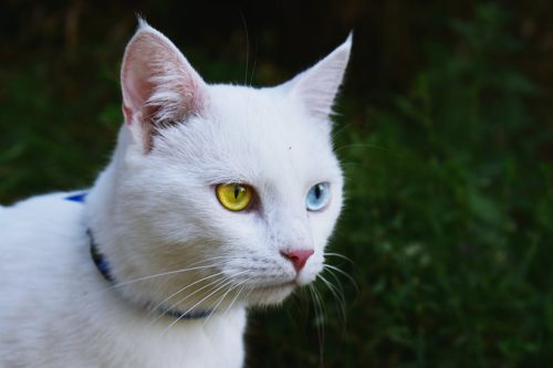 Obroża dla kota – z czego powinna być wykonana?