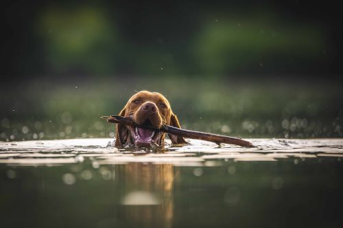 Czym jest behawioryzm? Dowiedz się jak zajmować się psem