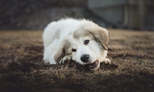 Ile karmy dla psa? Odpowiednia ilość jedzenia na co dzień