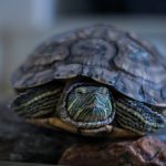 zwierzęta domowe dla alergików